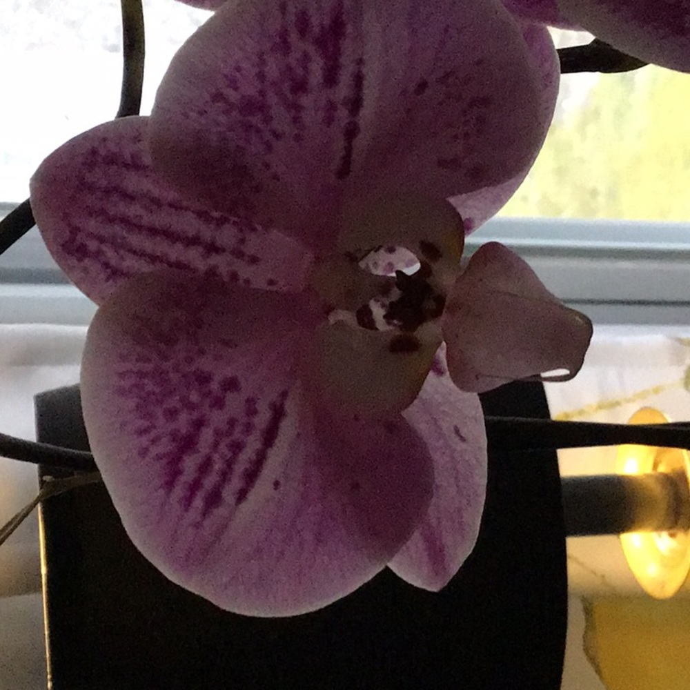 Meet your Posher, Myron